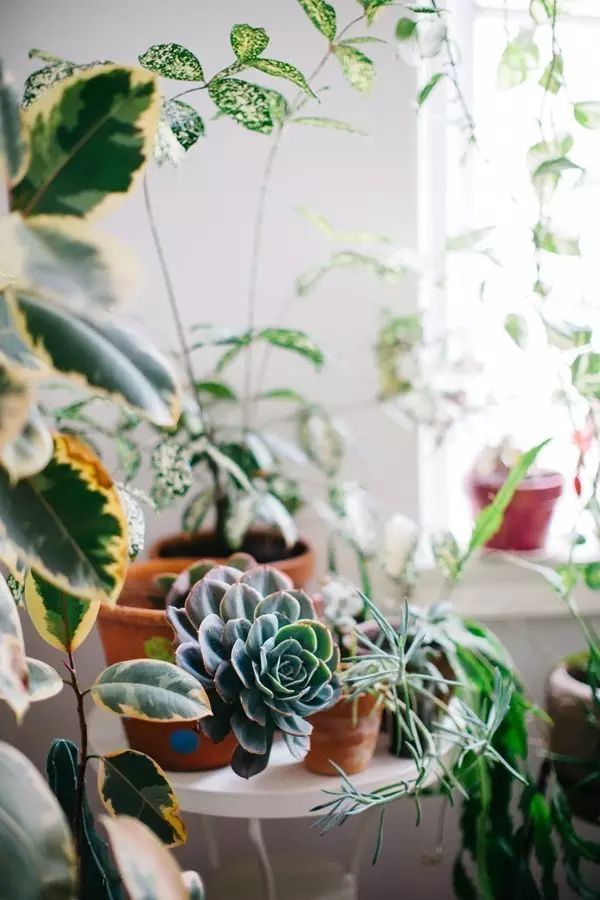 家里擺一盆綠植，
辦公家具家具給生活增添一點小確幸