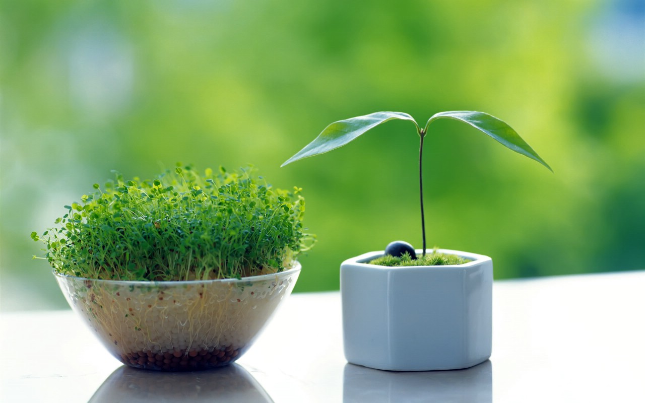 辦公桌植物的風(fēng)水?dāng)[放之圓葉植物