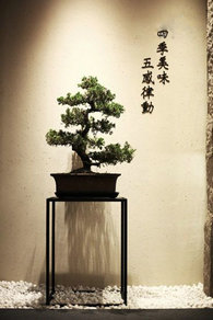 綠植