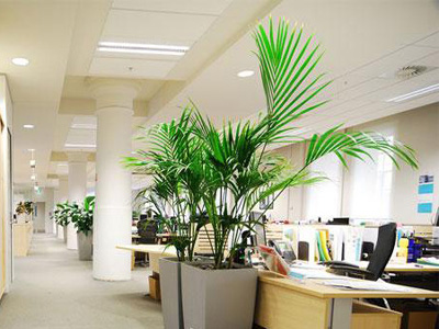  辦公室內(nèi)綠化植物的擺放——孤植